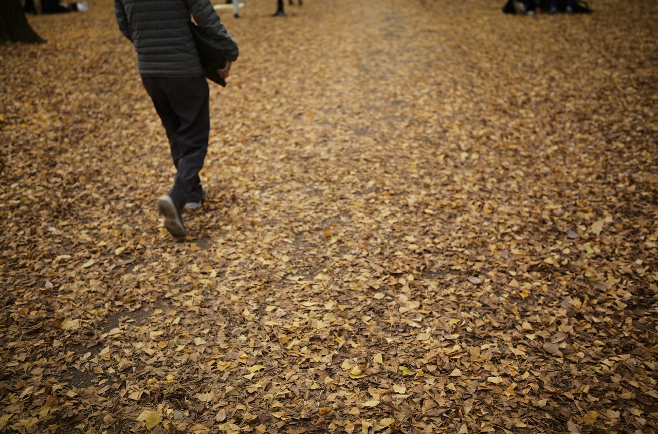 Yellow leaves in Yoyogi Park Tokyo