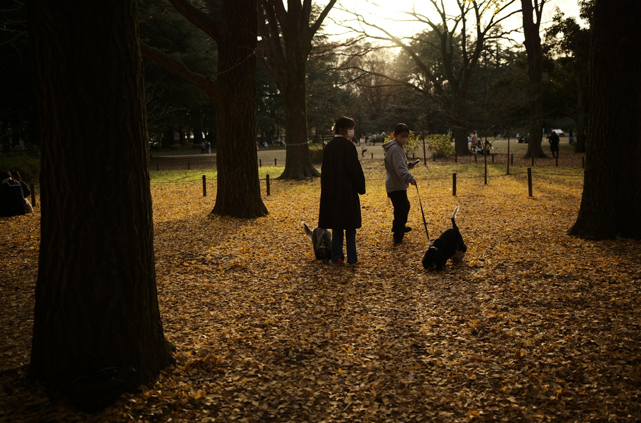 Yellow leaves in Yoyogi Park Tokyo