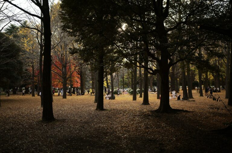 Yellow leaves in Yoyogi Park Tokyo