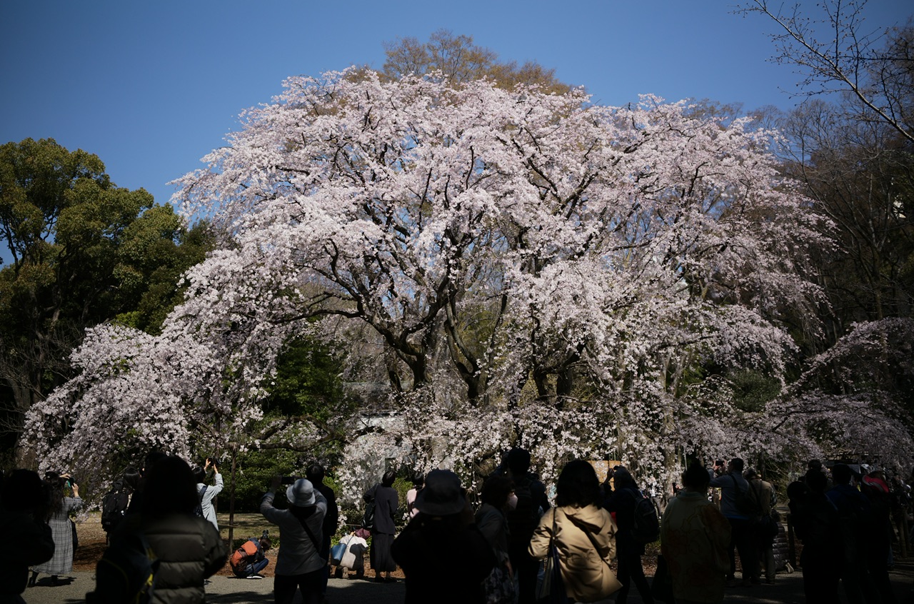 Rikugien, Tokyo, Japan Sakura Cherry Blossoms 2023