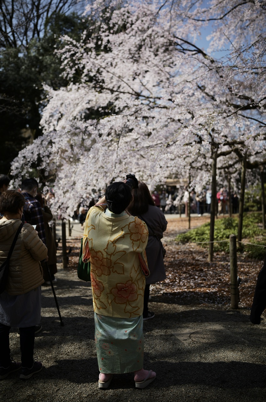 Rikugien Tokyo sakura
