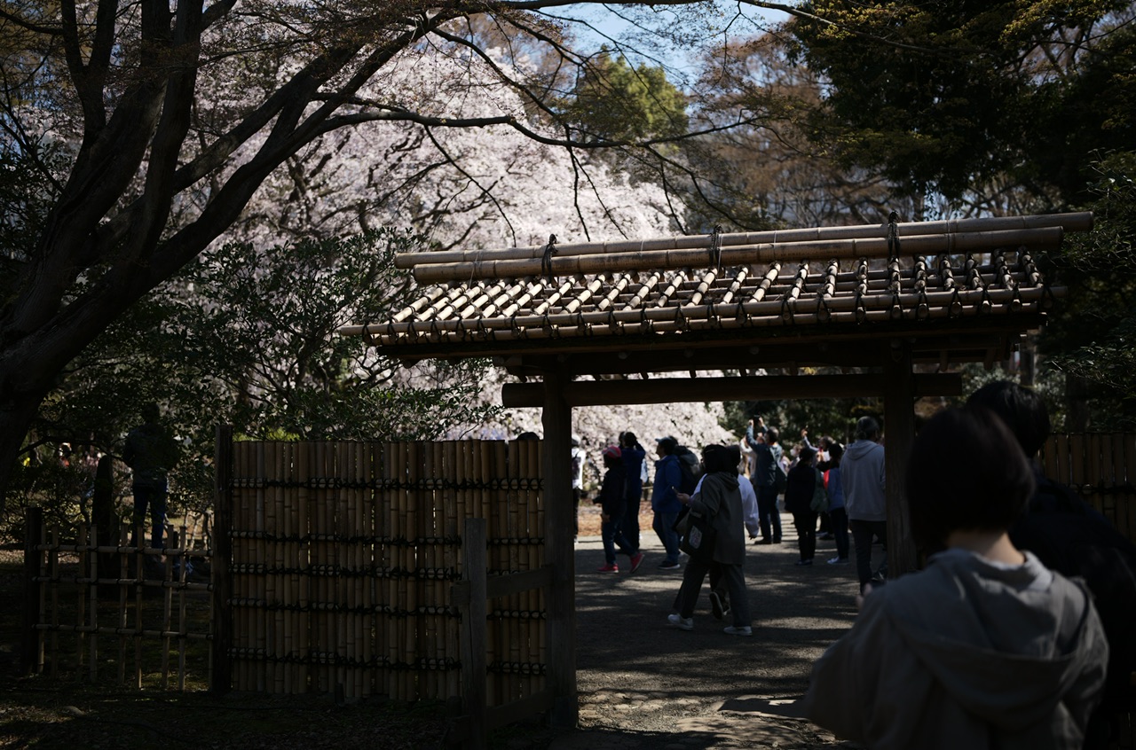 Rikugien, Tokyo, Japan Sakura Cherry Blossoms 2023