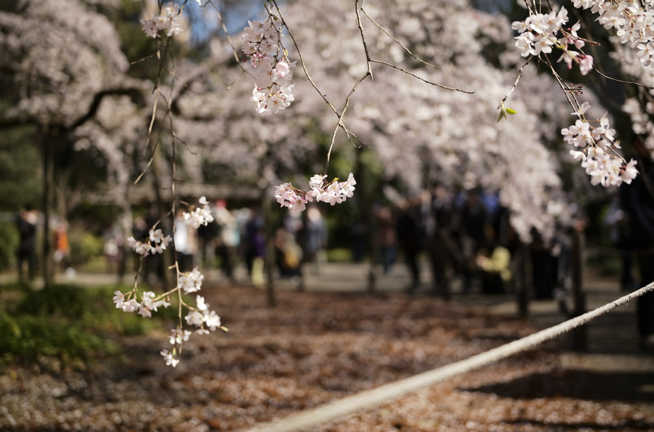 Rikugien, Tokyo, Japan Sakura Cherry Blossoms 2023
