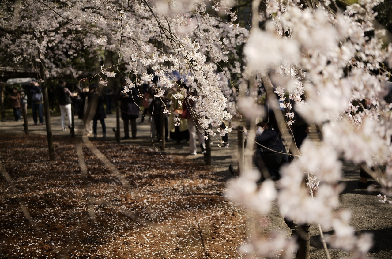 Rikugien, Tokyo, Japan Sakura Cherry Blossoms 2023