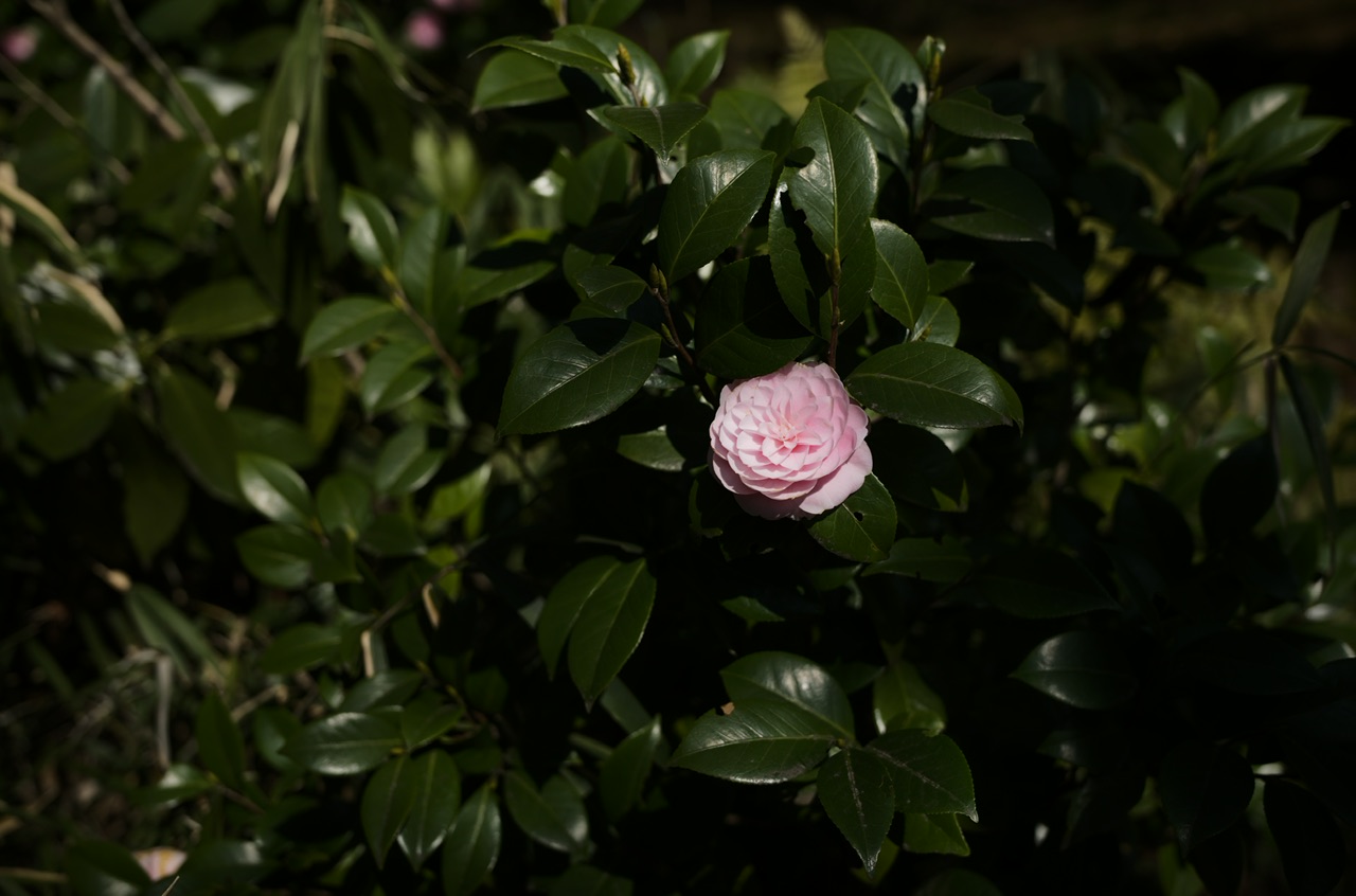 Rikugien Tokyo Japan