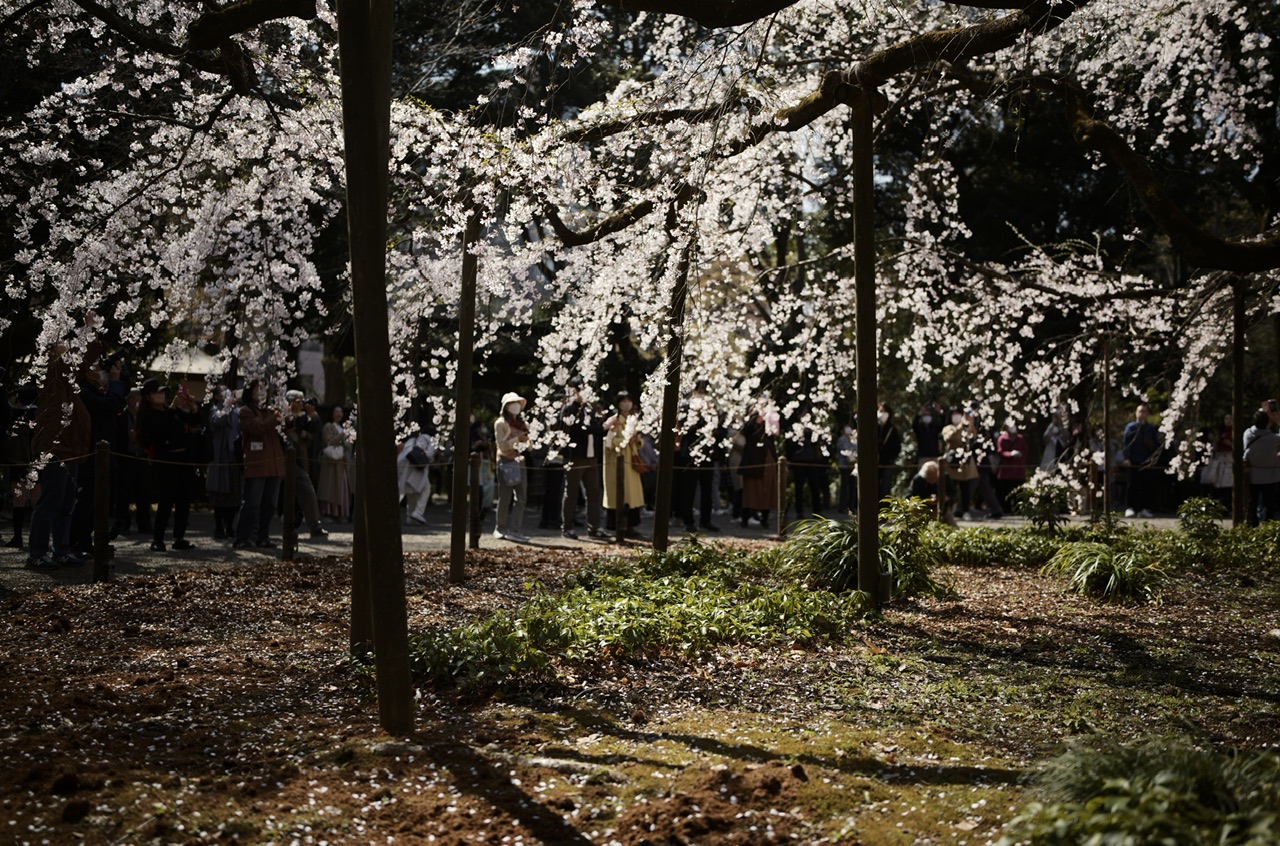 Rikugien, Tokyo, Japan Sakura Cherry Blossoms 2023