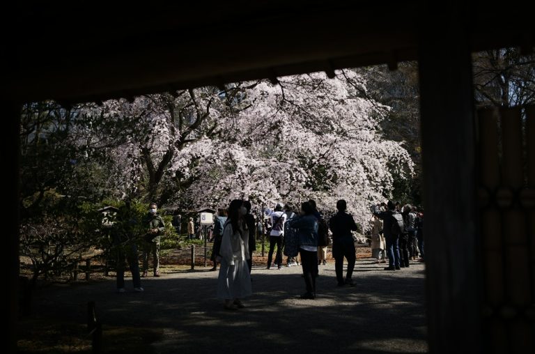 Rikugien, Tokyo, Japan Sakura Cherry Blossoms 2023