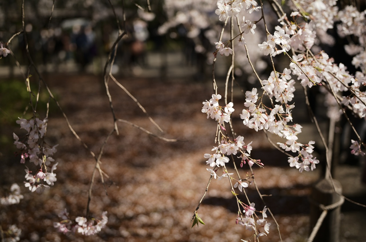 Rikugien, Tokyo, Japan Sakura Cherry Blossoms 2023