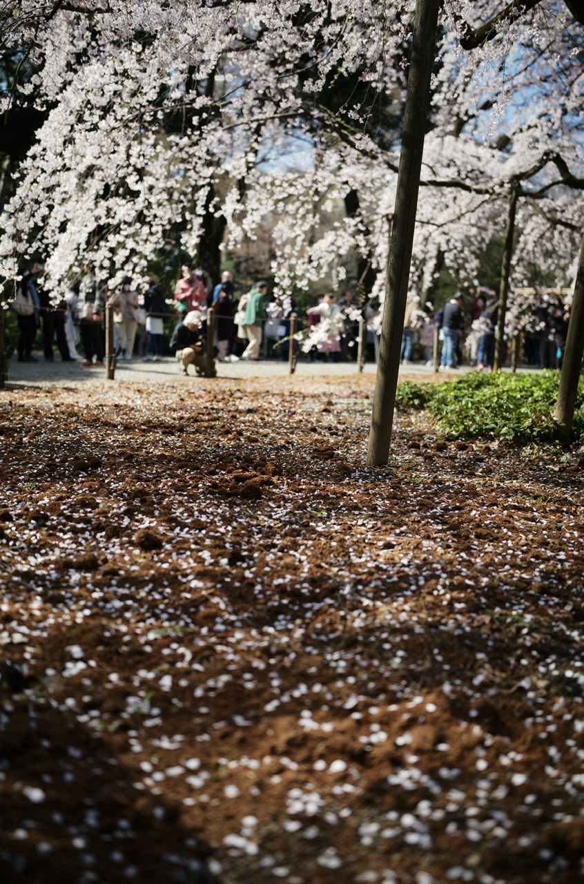 Rikugien, Tokyo, Japan Sakura Cherry Blossoms 2023