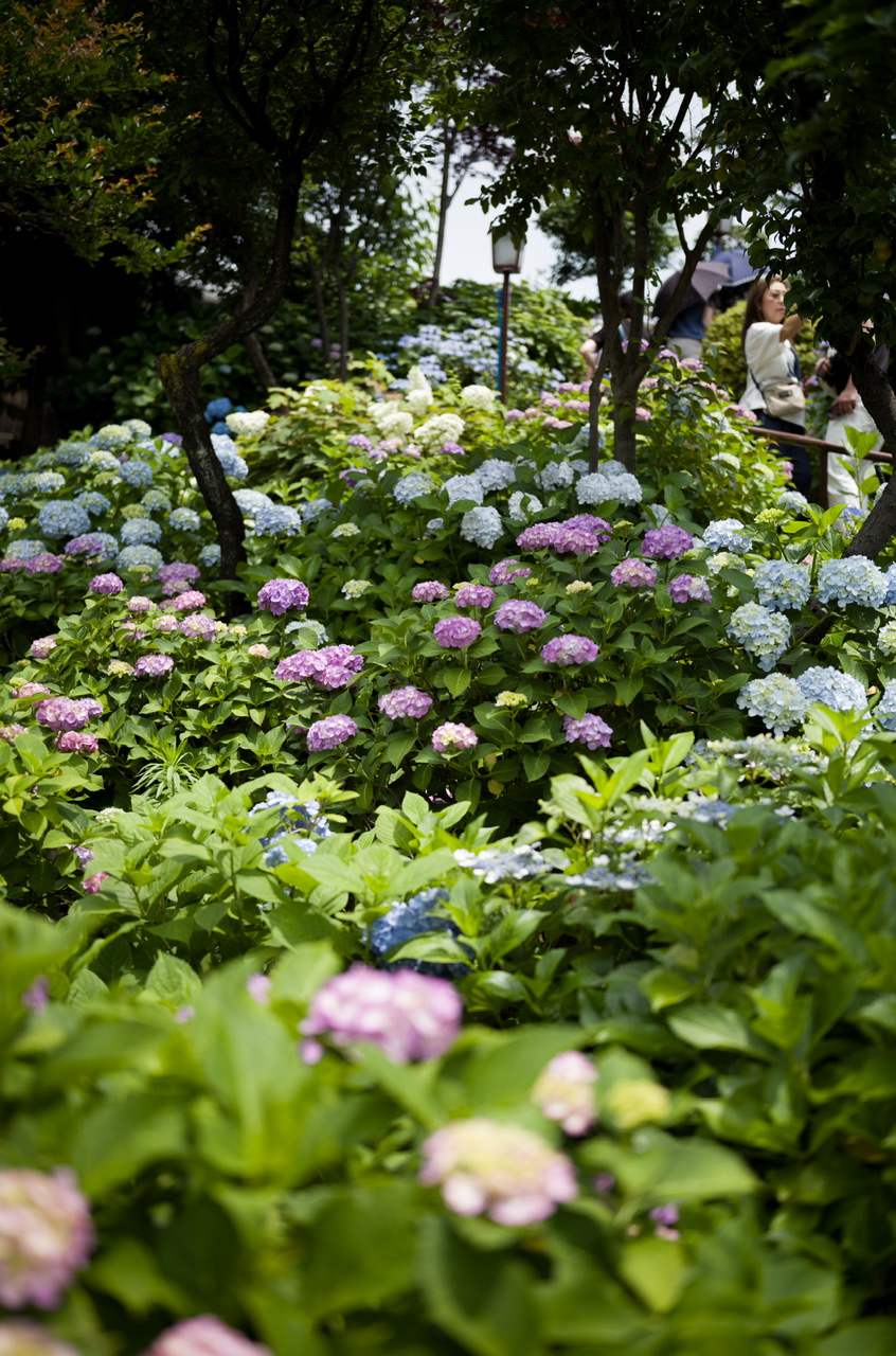 Bunkyo Ajisai Festival Hakusan Shrine