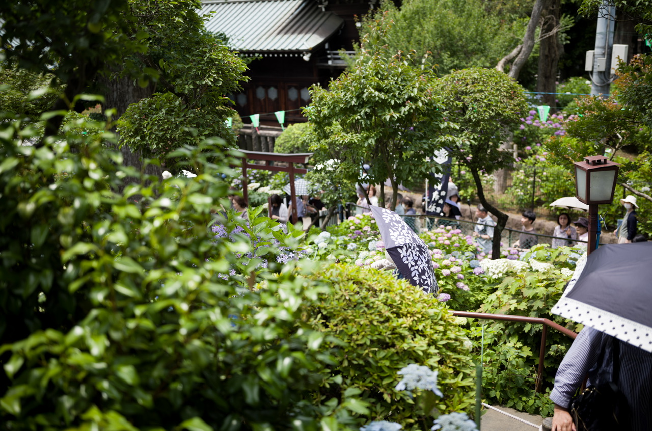 Bunkyo Ajisai Festival Hakusan Shrine