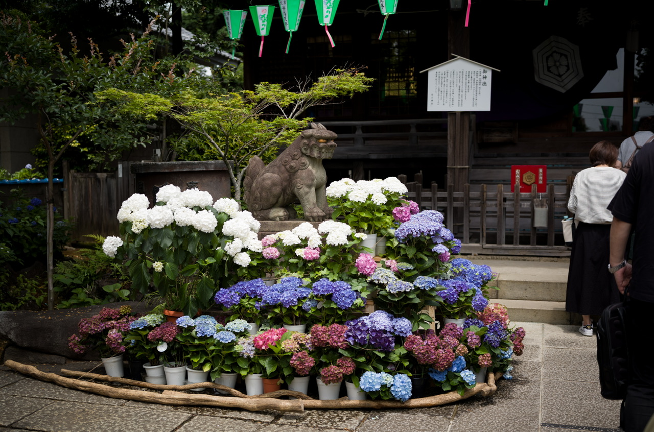 Bunkyo Ajisai Festival Hakusan Shrine
